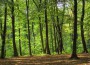 Fruška gora prebogata šumom