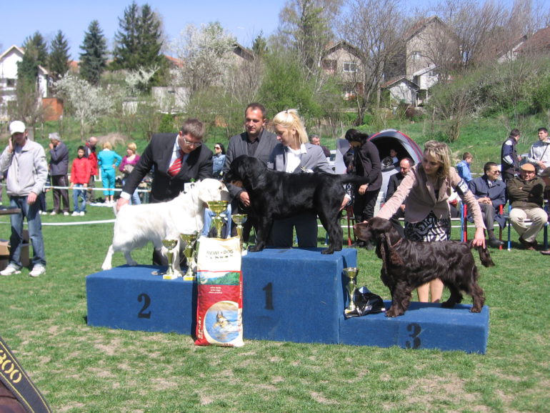 Crni labrador pobednik izložbe