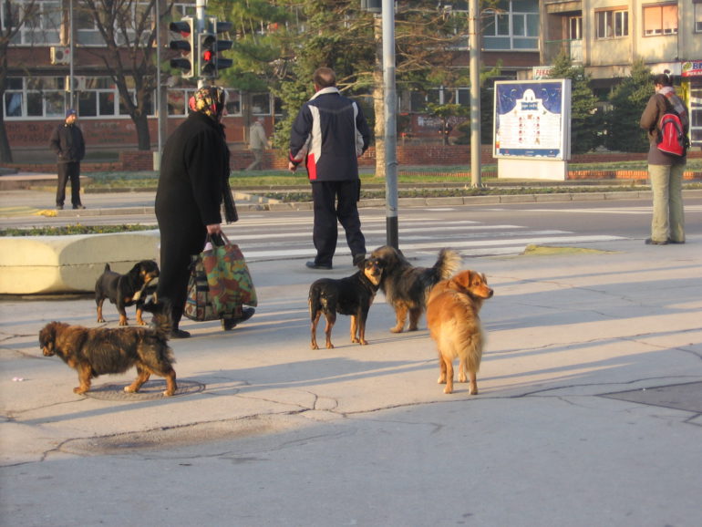 Smanjiti broj pasa lutalica