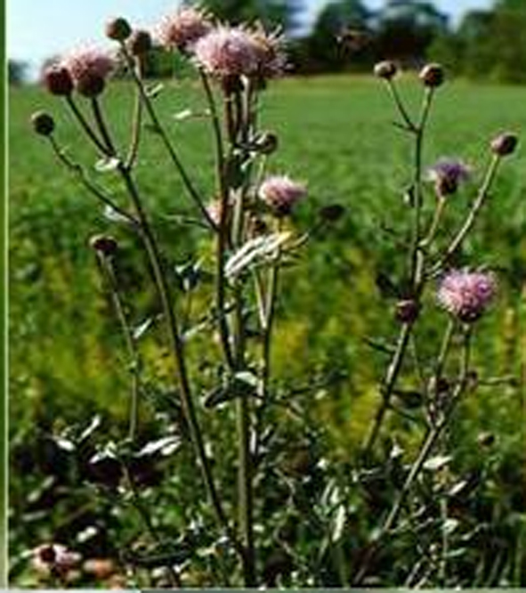 Neo­p­hod­na pri­me­na her­bi­ci­da