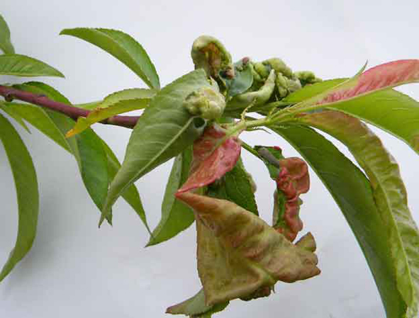 He­mij­ska  za­šti­ta voć­nja­ka