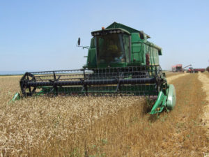 Zadovoljavajući prinos pšenice 