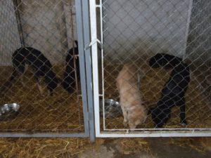Napušteni psi u azilu