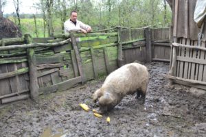 Mile Bozic sano beloj mangulici