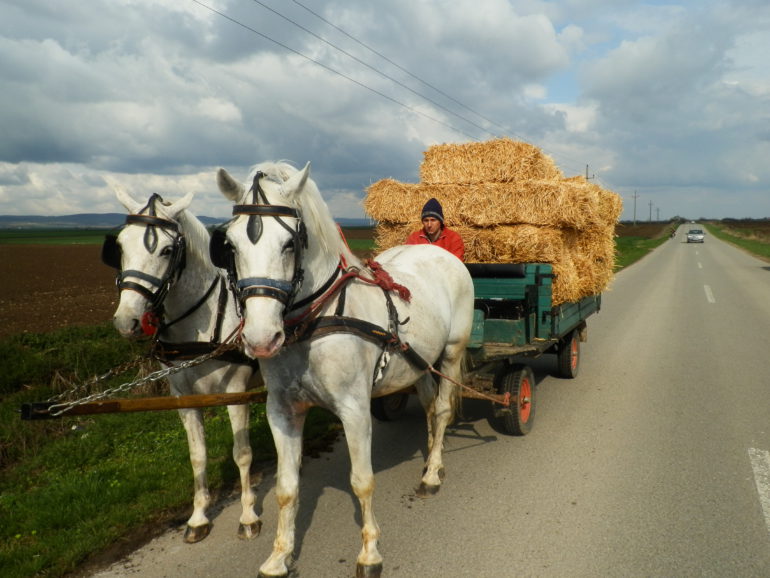 NA STAZAMA SREMAČKOG PROLEĆA: POVRATAK NAJSTARIJE LjUBAVI