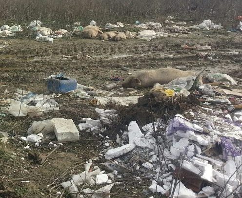 Pun gepek mesa od uginulih svinja