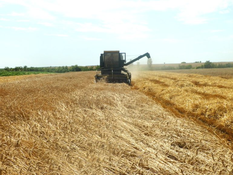 Prosečan prinos pšenice – 4,6 tona