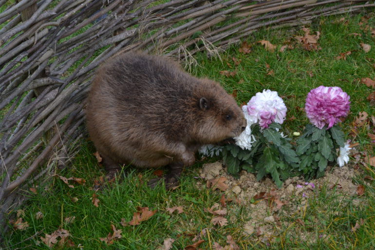 Otkriven spomenik dabru