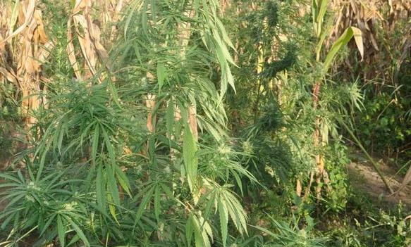 Pronađena marihuana