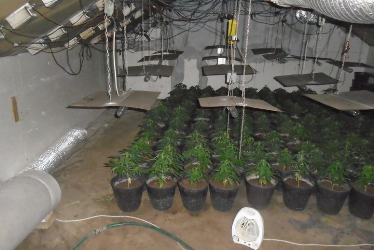 Otkrivena laboratorija za uzgoj marihuane