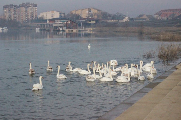 Ekolozi: Ne hranite labudove hlebom!