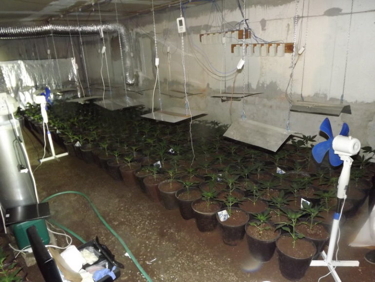 U Sremu pronađene laboratorije za uzgoj indijske konoplje