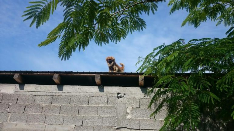 Visokokrovni kerić Skile