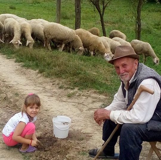 Još uvek je ovaca više nego Bingulaca