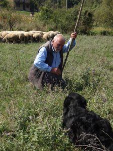 Uvek uz ovce FOTO Sremske novine S Lapcevic