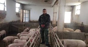 Milan trenutno ima i 90 tovljenika