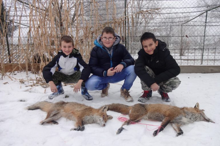 Reporter „Sremskih novina“ sa lovcima u hajci na lisicu i šakala