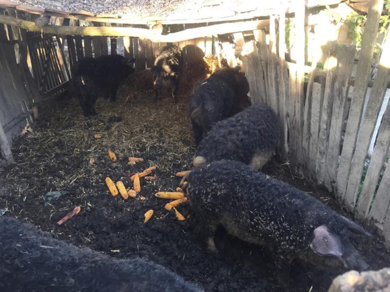 Raspisan poziv za podsticaje za očuvanje životinjskih genetičkih resursa