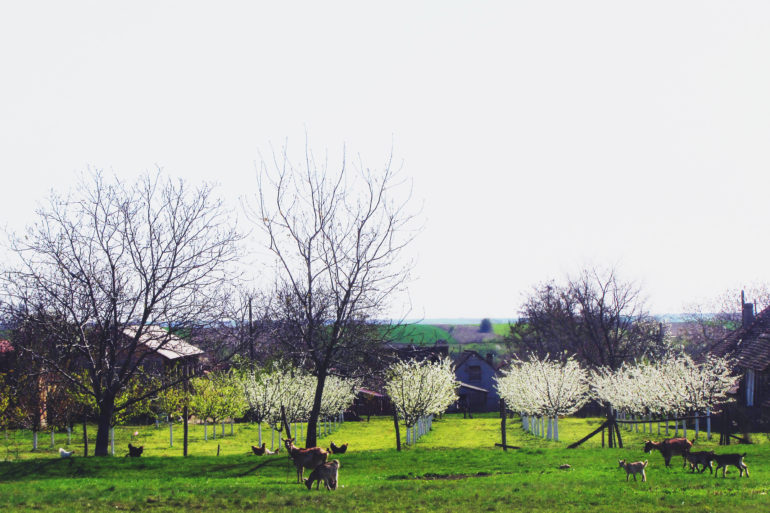 Do milion i po dinara mladima za povratak na selo