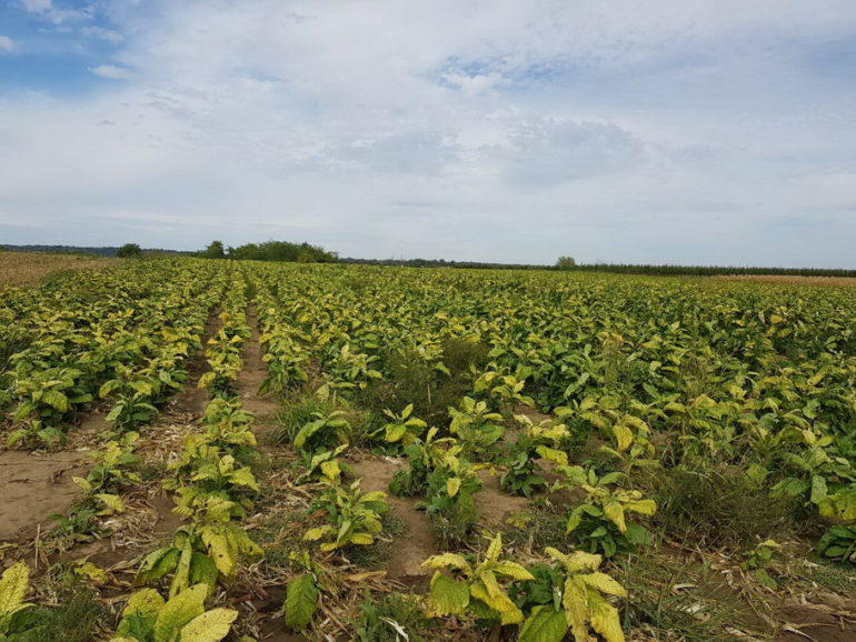 Uništen nelegalni zasad duvana