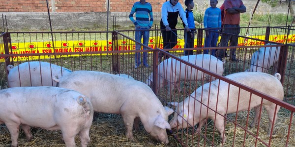 Sajam svinja i poljoprivrede