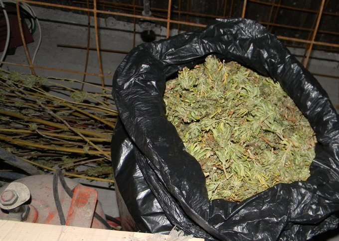 Zaplenjena marihuana