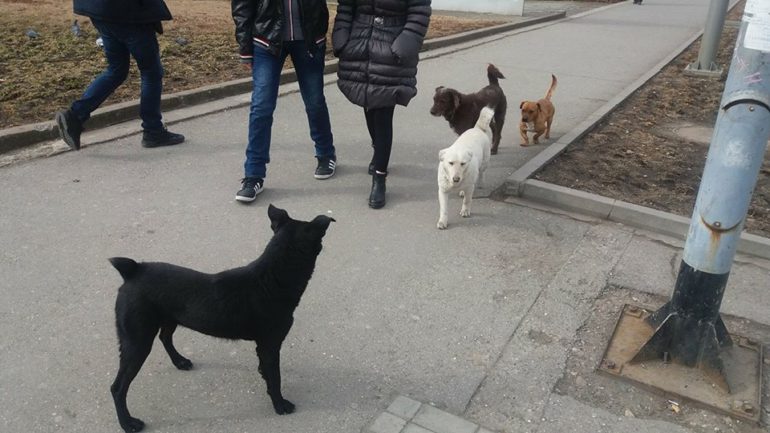 Kako stati na put problemu pasa lutalica?