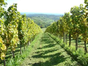 Poznat vinogradarski kraj