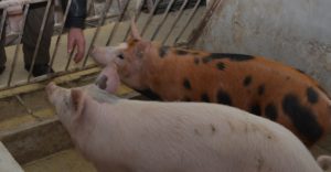 SA FARME SVINJA