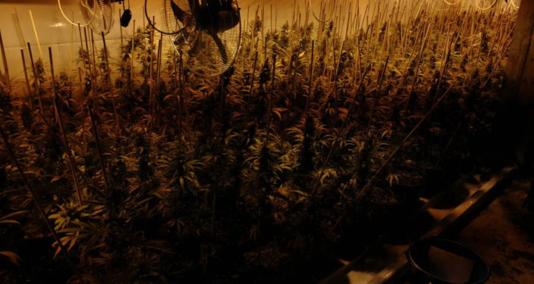 Otkrivena ilegalna laboratorija, zaplenjeno 80 kilograma skanka