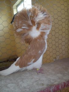 IZUZETNI PRIMERAK.JPG