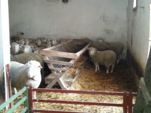 Trenutno ima 60 grla FOTO SREMSKE NOVINE S Lapcevic