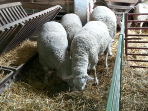 Ulaze u ovce i objekte FOTO SRMSKE NOVINE s lAPCEVIC