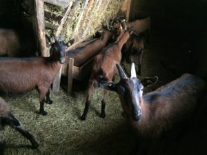 Za sada 18 koza na farmi