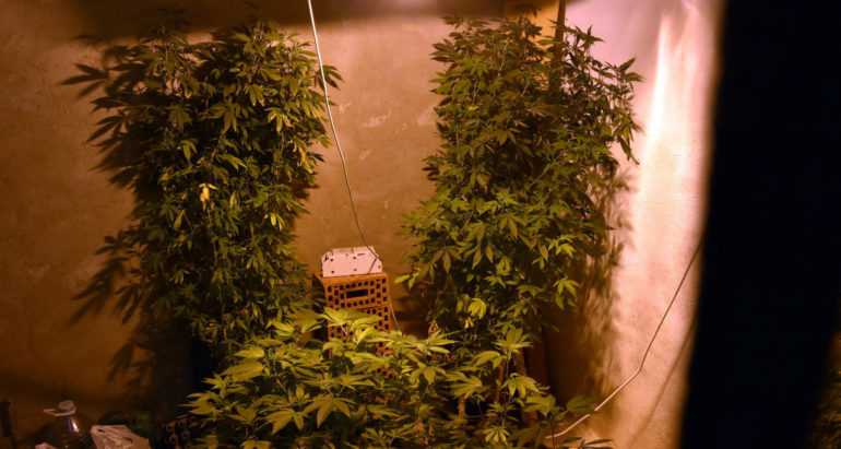 Otkrivena laboratorija, zaplenjene 254 biljke indijske konoplje, marihuana i semenke