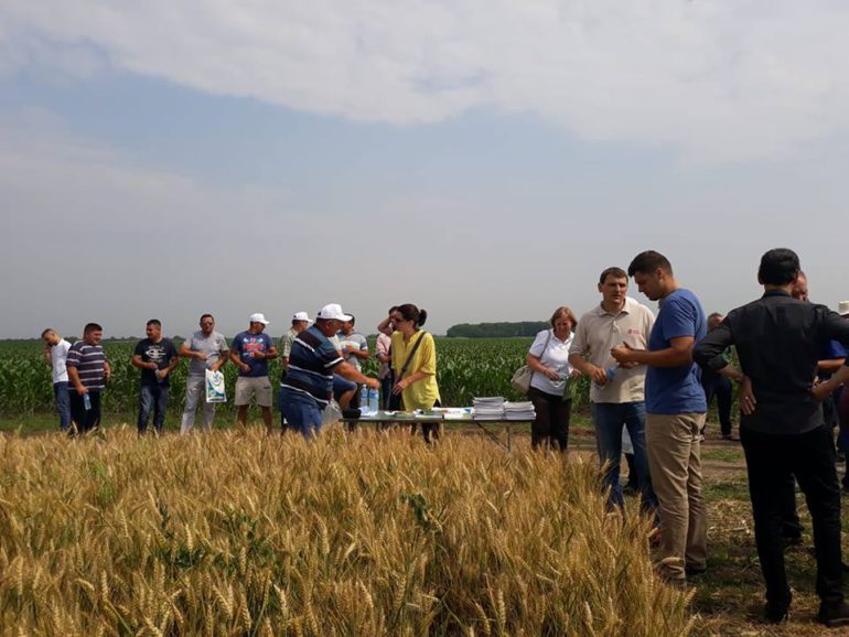 Žetva pšenice već krajem juna