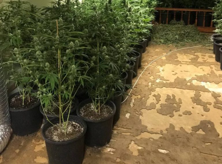 U Krušedolu otkrivene laboratorije za uzgoj marihuane