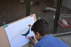 Птице из дворишта као модели