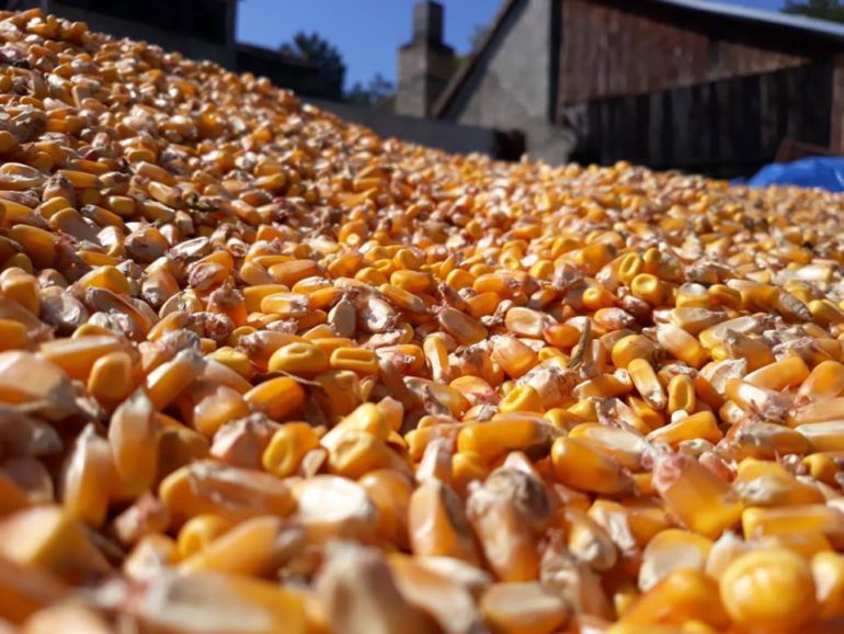 Rekordan rod kukuruza