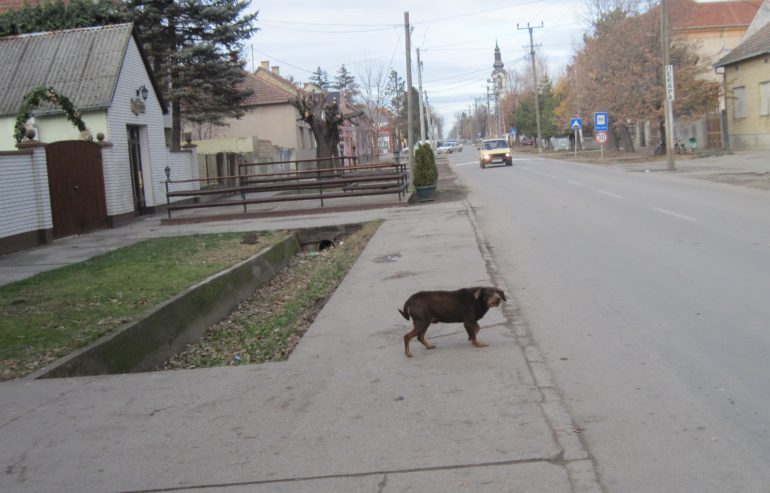 Psi lutalice su problem i u selima