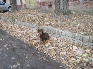 Psi lutalice u Novim Karlovcima (2)