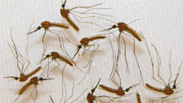 Tretman suzbijanja komaraca