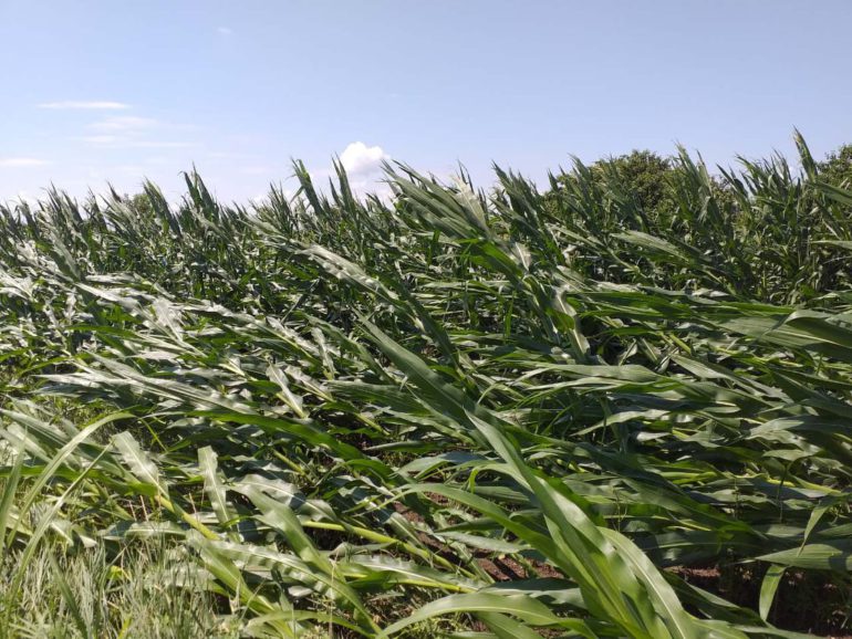 Polegli suncokret i kukuruz