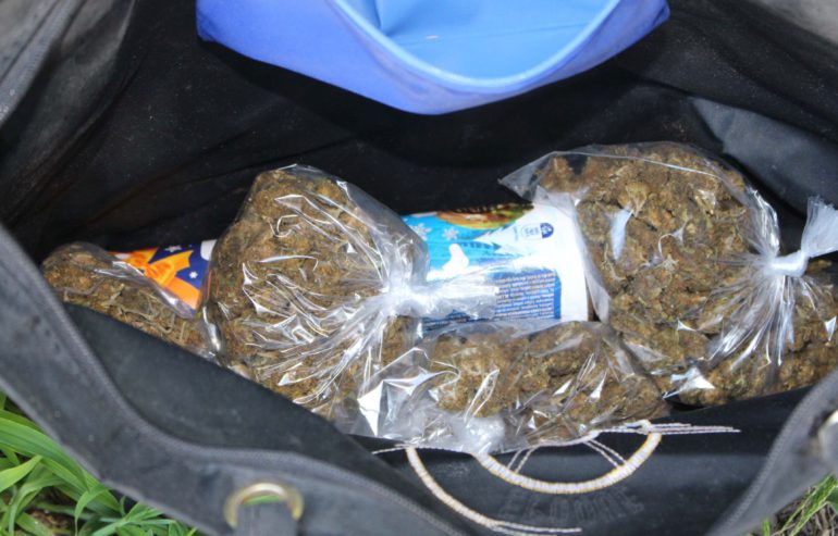 Zaplenjena marihuana