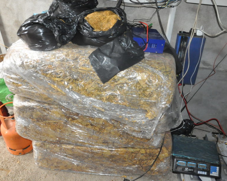 Zaplenjen 1.841 kilogram duvana