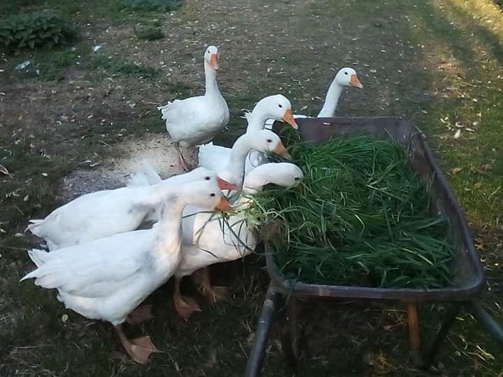 Šatrinci, selo koje čuva guske