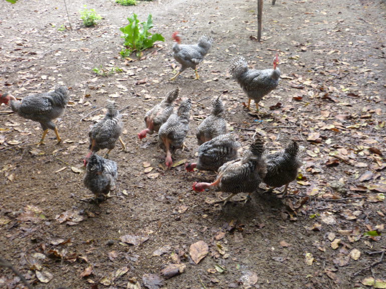 Gološijan traži minimum uslova, a daje mnogo