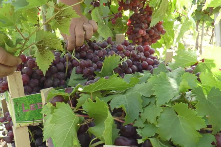 Javna rasprava o Nacrtu zakona o vinu
