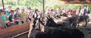 sremska-mitrovica01-dan-magarica-na-bari-zasavica-foto-narcisa-bozic