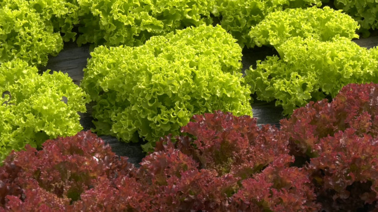 Prijava za elektronsku pijacu, podrška Opštine Irig